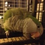 Floyd - @floyd_thegreenbird - Instagram