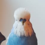 Floyd - @floydbirdie - Instagram