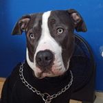 Floyd blue - @floyd.blue.dog - Instagram