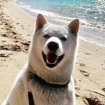 Floyd - @blue_eyed_floyd - Instagram