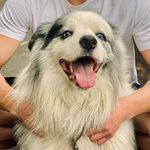 FLOYD BLUE MERLE BORDER COLLIE - @lifeof_floyd_bordercollie - Instagram