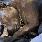 Floyd blue staffy - @floydstaffyblue - Instagram