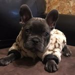 𝑭𝒍𝒐𝒚𝒅🐶💰🎖 - @lilfloydblue - Instagram