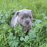 Rebel Ivy Floyd - @rebel_ivy_floyd_blue_staffy - Instagram