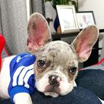 Soy floyd💎 - @floyd_bluefrenchie - Instagram