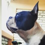 @_floydbostonteriijerr - Instagram