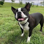 F l o y d - @floyd_boston_dog - Instagram