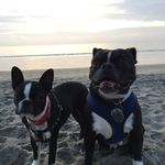 Floyd and Luna - @the.boston.floyd.and.luna - Instagram