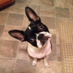 Floyd Buddy - @floyd_the_boston - Instagram