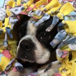 Floyd🐾 - @floyd_bostonterrier - Instagram