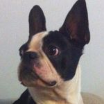 Floyd Robbins - @floyd.the.boston - Instagram
