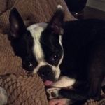 Floyd The Boston - @floyd_the_boston_terrier - Instagram