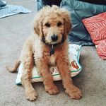 Floyd Brooks - @floydthegoldendoodle - Instagram