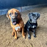 DeBigDogs - @floyd.and.butcher.adventures - Instagram