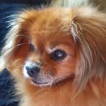 Tibetanian Papillion - @floyd_cameron2009 - Instagram