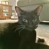 Floyd Cats - @supfam30 - TikTok
