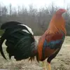 userfloydchapman101 - @floyd.chapman - TikTok