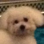 Floyd - @floydthefluffycloud - Instagram