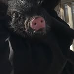 Augustus Floyd - @augustus_floyd_crispypig - Instagram