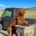 Floyd Ranch Field Goldens - Facebook