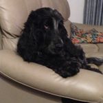 Floyd Fitzgerald - @floydthespaniel - Instagram