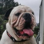Floyd Ford - @floyd.thedog - Instagram