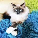 𝓕𝓾𝓷𝓴𝓲 𝓛𝓲𝓽𝓽𝓵𝓮 𝓕𝓵𝓸𝔂𝓭 🐾 💙 - @funki_little_floyd - Instagram