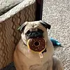 Floyd Gilmore - @that_pug_floyd - TikTok
