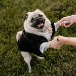 Floyd Gilmore H. - @the_pug_floyd1 - Instagram