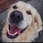 Floyd | KC Golden Retriever - @floydgoldenretriever - Instagram