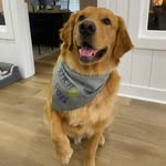 Floyd - @bigboygoldenfloyd - Instagram