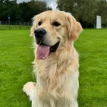 Floyd - @floyd.thegoldie - Instagram