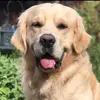 Floyd Golden Retriever - @floydgoldenretriever - TikTok
