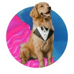 Floyd - @legacygoldenfloyd - Instagram