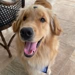 Floyd - @the.goldenfloyd - Instagram