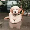 floydgolden - @floydgolden - TikTok