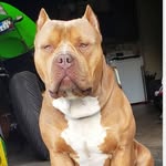 ✌IECalifornia✌ - @xlbully_goldenboy_floyd - Instagram