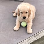 Mark Hynes - @floyd_golden_retriever - Instagram
