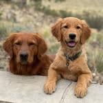 Tucker, Finley, Tuff, River, Goose, Ramsay, Floyd - @floyd.ranch.field.goldens - Instagram