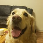 Floyd - @floyd_the_goodest_boy - Instagram