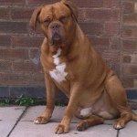 Floyd Hamilton - @floydthedogue - Instagram