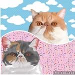 ⒻⓁⓄⓎⒹ & 🅙🅞🅢🅘🅔 - @fun.with.floyd.and.josie - Instagram