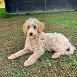 Oakley Floyd Hensley - @oakleyboy_the_doodle - Instagram