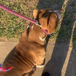 floyd - @floydholmesbully - Instagram