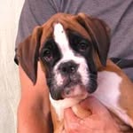 Boris Golob Floydhouse Boxer - @boris_floydhouse - Instagram