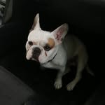 Floyd Jackson - @floydjacksonbully - Instagram