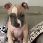 Floyd james - @floydjames_americanbully - Instagram