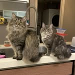 Floyd & Laila 🐾 - @floyd.and.laila - Instagram
