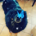 floyd the pupper - @lake_floyd - Instagram