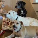 Floyd Leon & Jasper Kai - @parkerbloomsandpuppydogs - Instagram